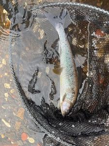 Grayling