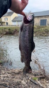 Rainbow Trout