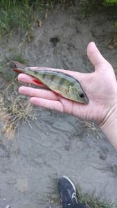 European Perch