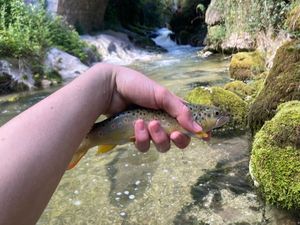 Brown Trout