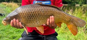Common Carp
