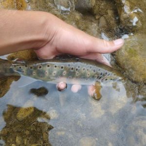 Brown Trout