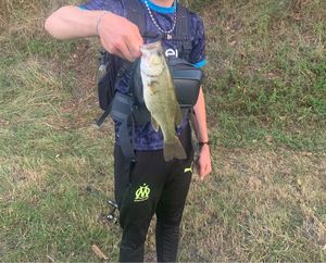 Largemouth Bass