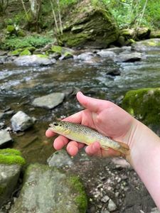 Brown Trout