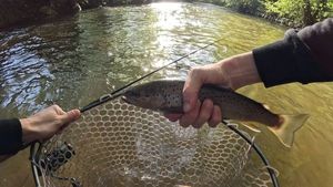 Brown Trout