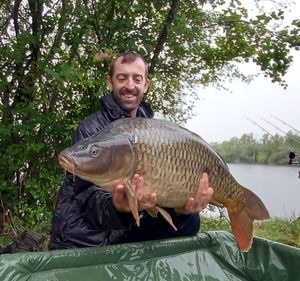 Common Carp