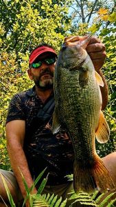Largemouth Bass