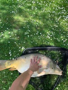Mirror Carp