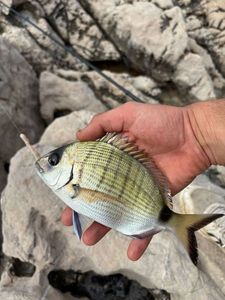 White Seabream