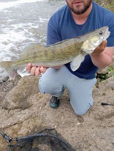 Zander