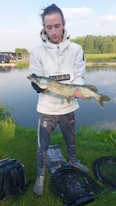 Northern Pike