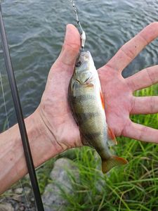 European Perch