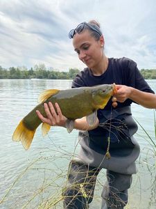 Tench