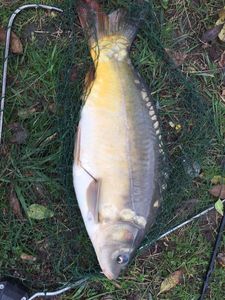 Mirror Carp