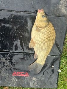 Crucian Carp