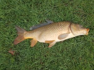 Common Carp