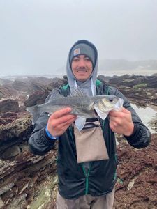 European Bass (Seabass)
