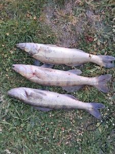 Zander