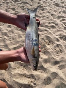 Thicklip Grey Mullet
