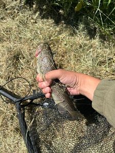 Cutthroat Trout