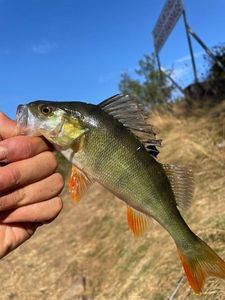 European Perch