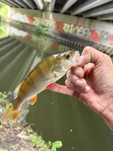 European Perch