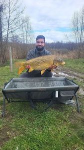 Common Carp