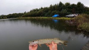 Northern Pike