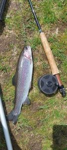 Rainbow Trout