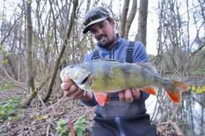 European Perch