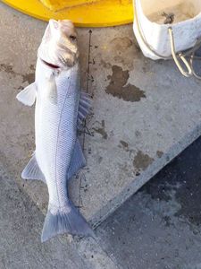 European Bass (Seabass)