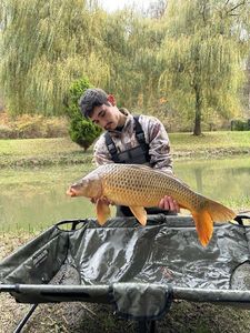 Common Carp