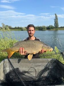 Common Carp
