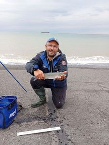 Golden grey mullet