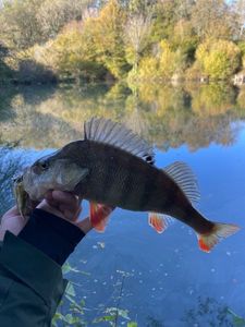 European Perch