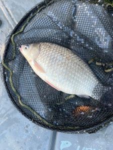 Crucian Carp