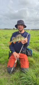 European Perch — sugavo Clément Scelle