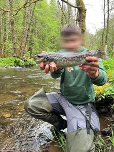Brown Trout