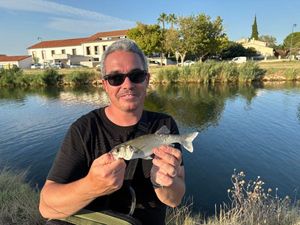 European Bass (Seabass)