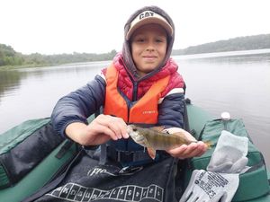 European Perch