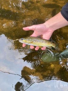 Brown Trout