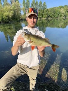 European Perch