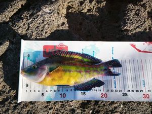 Axillary Wrasse