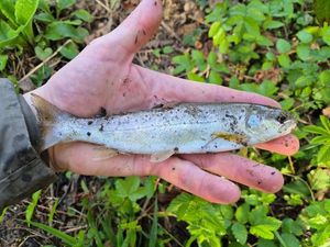 Sea Trout