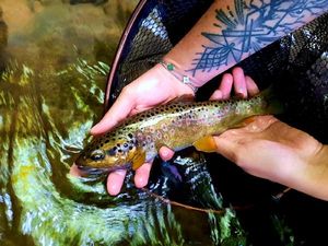 Brown Trout