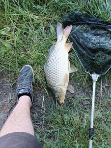 Common Carp