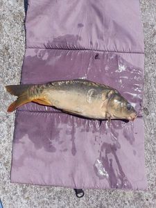 Mirror Carp