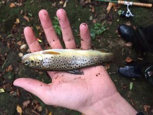 Brown Trout