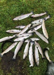 Rainbow Trout