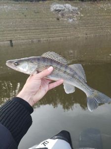 Zander